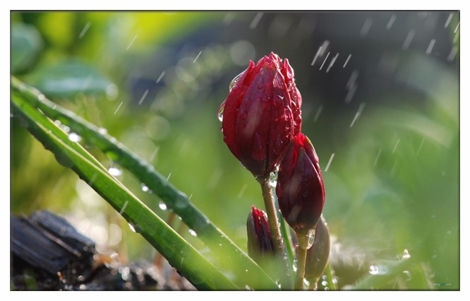 愤怒的雨2.jpg