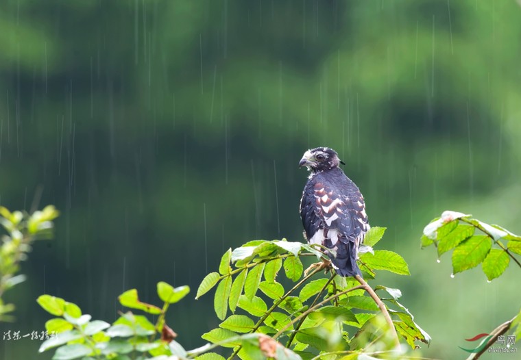 听雨.jpg