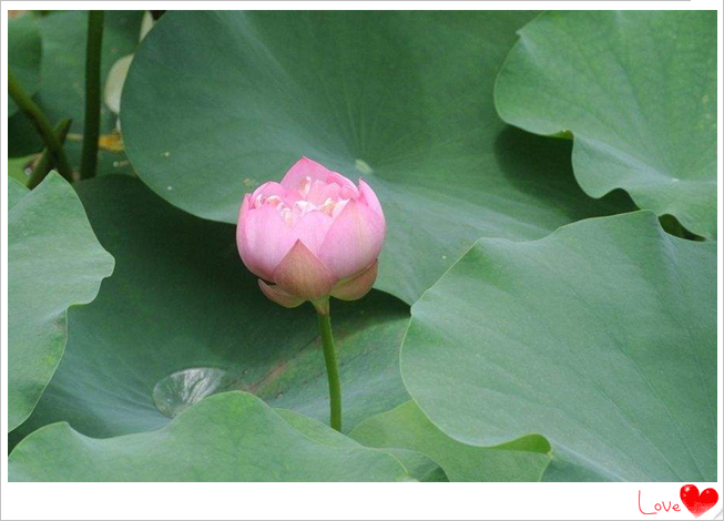 201808201534734158171.jpg 莲花3_副本.jpg