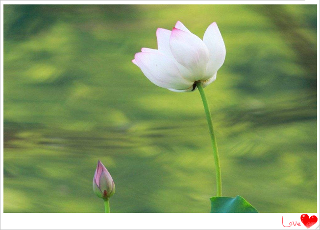 201808201534734178187.jpg 莲花5_副本.jpg