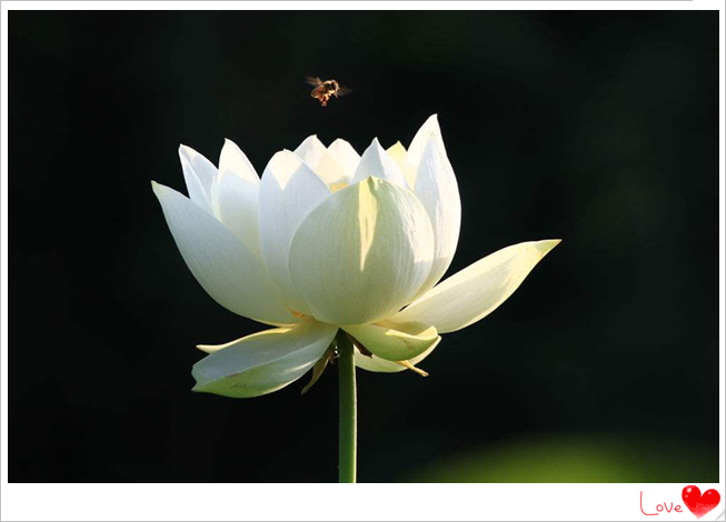 201808201534734216751.jpg 莲花1_副本.jpg