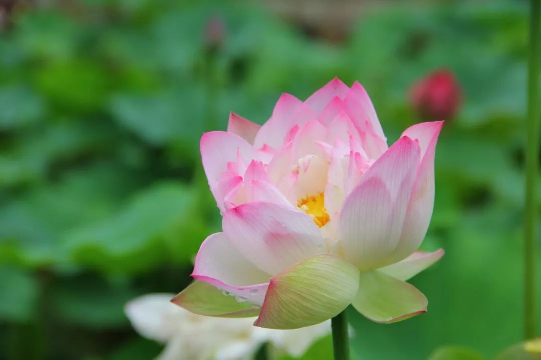 莲花.jpeg