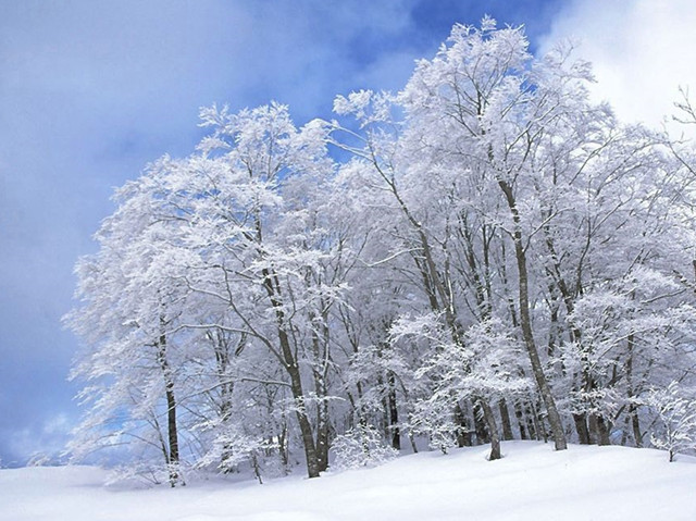 201912151576423905530.jpg 雪1.jpg
