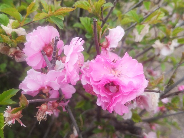 202004211587438101689.jpg 微信图片_20200421104757.jpg
