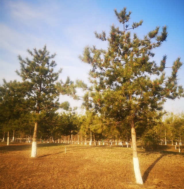 202004211587438164316.jpg 微信图片_20200421104653.jpg